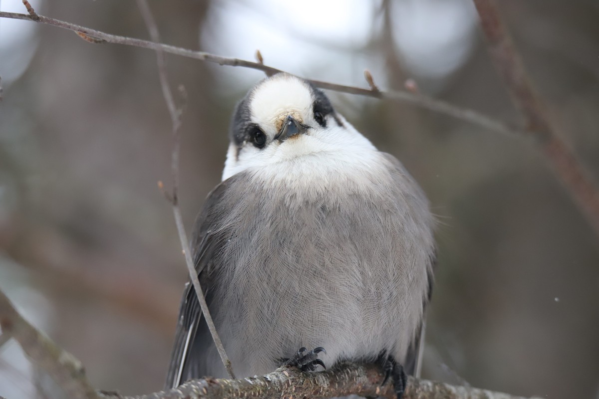 Canada Jay - ML647229520