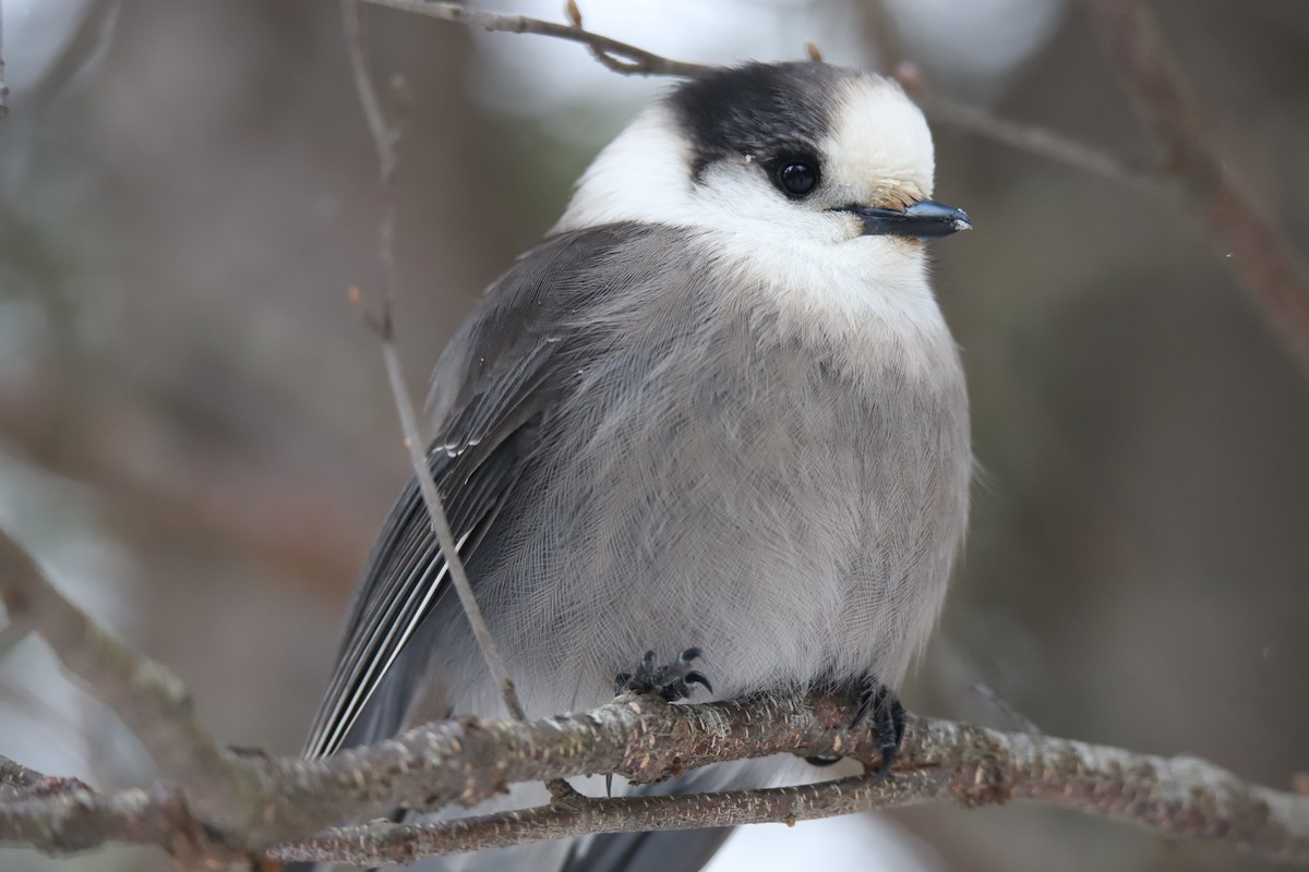 Canada Jay - ML647229522