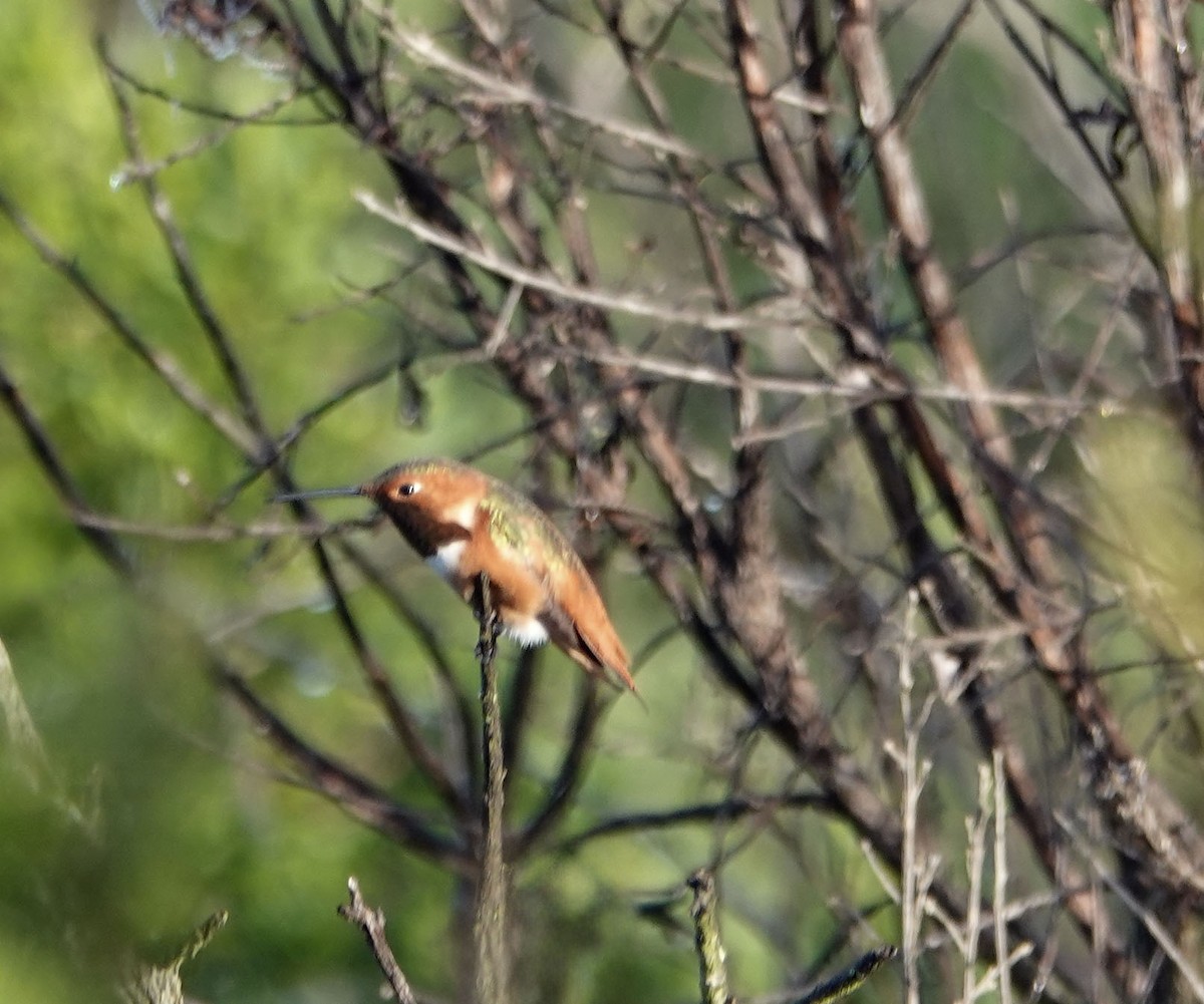 Allen Kolibrisi - ML647229526