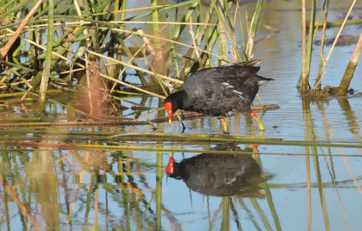 Common Gallinule - ML647229546