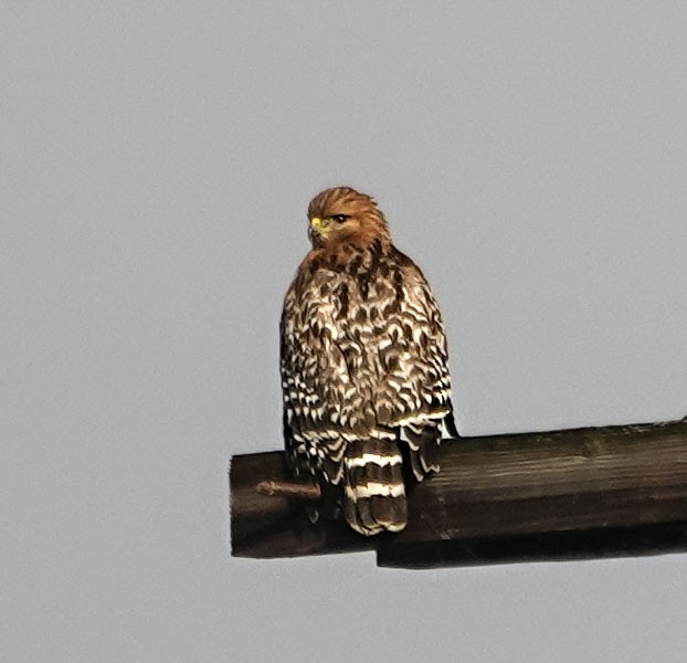 Kızıl Omuzlu Şahin - ML647229554