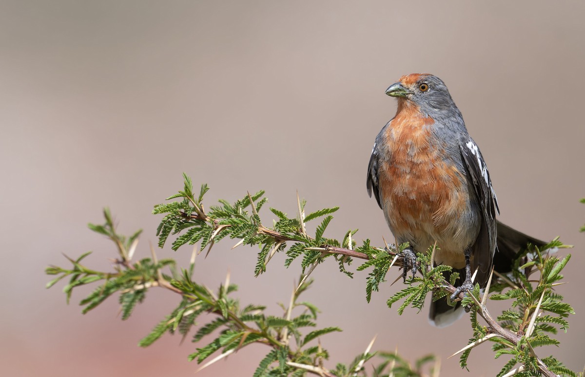 Рара червоновола - ML647229557