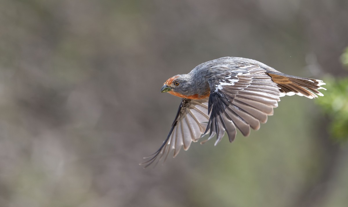 Рара червоновола - ML647229558