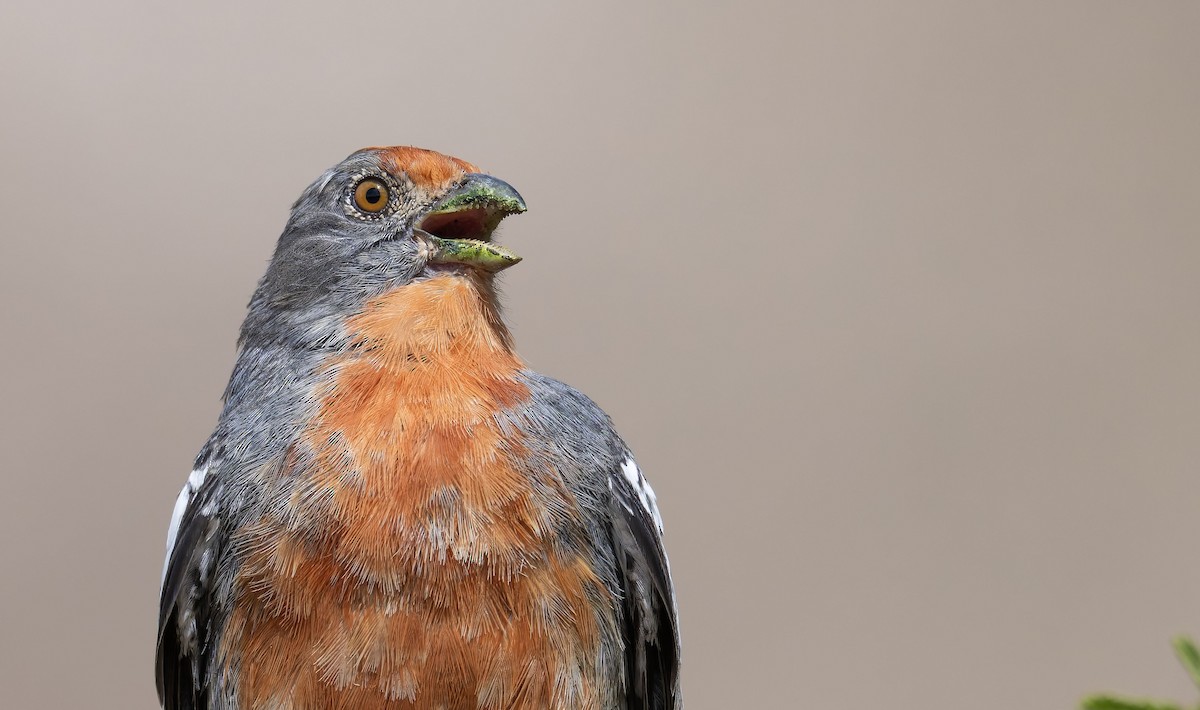 Рара червоновола - ML647229559