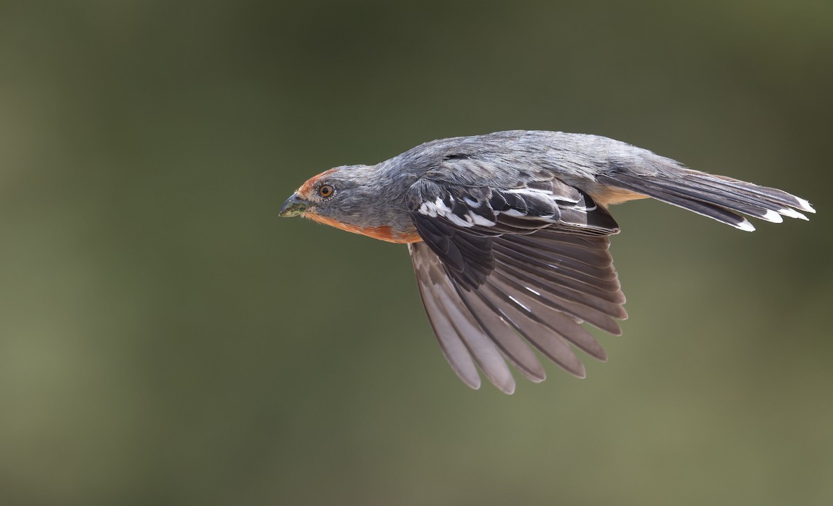 Рара червоновола - ML647229560