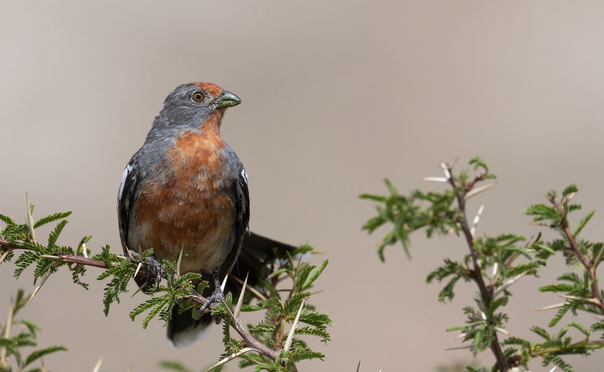 Рара червоновола - ML647229561