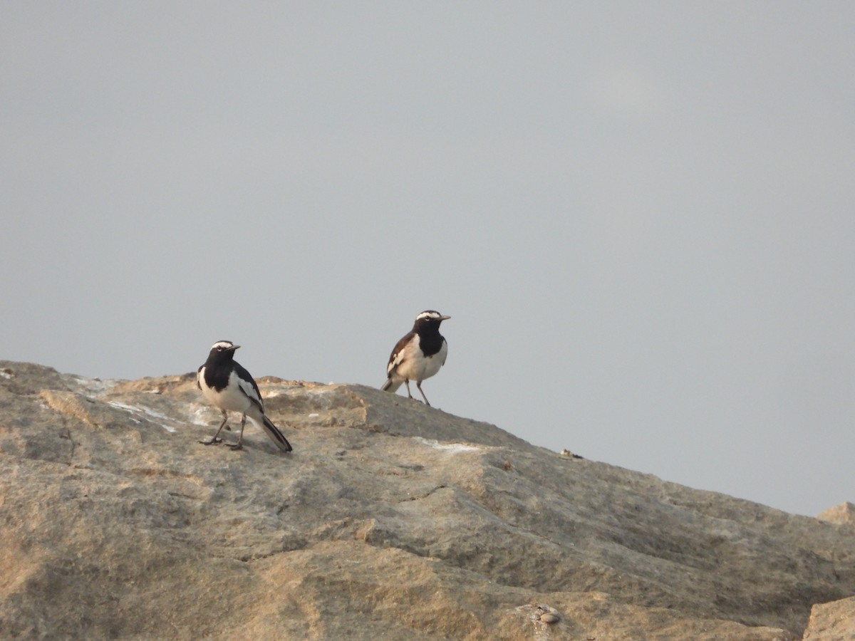 konipas indický - ML647229563