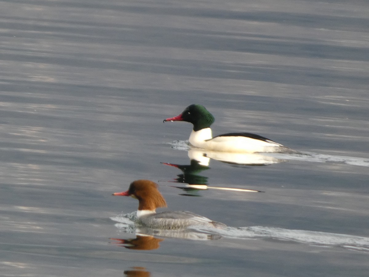 Common Merganser - ML647229567
