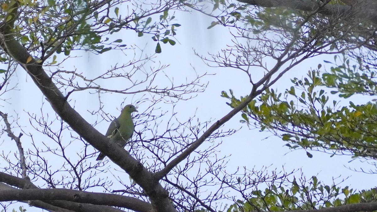 Madagaskargrüntaube - ML647229571