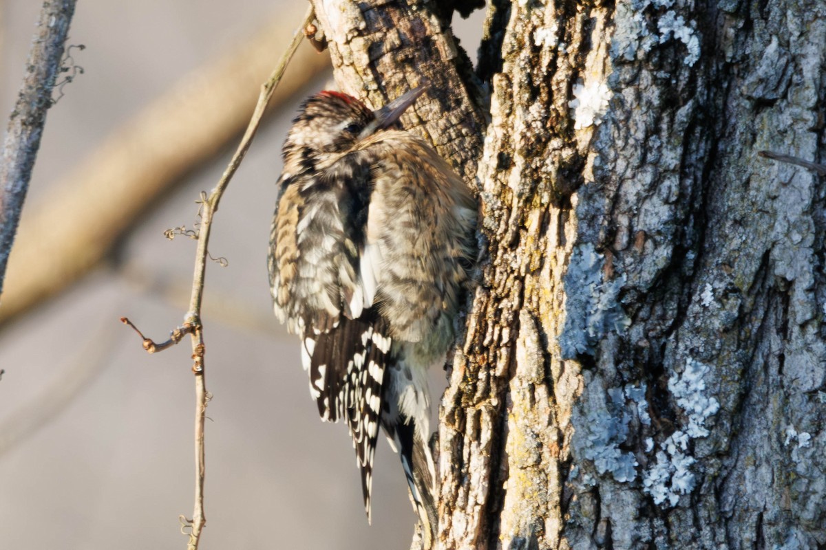 datel rudohrdlý - ML647229585