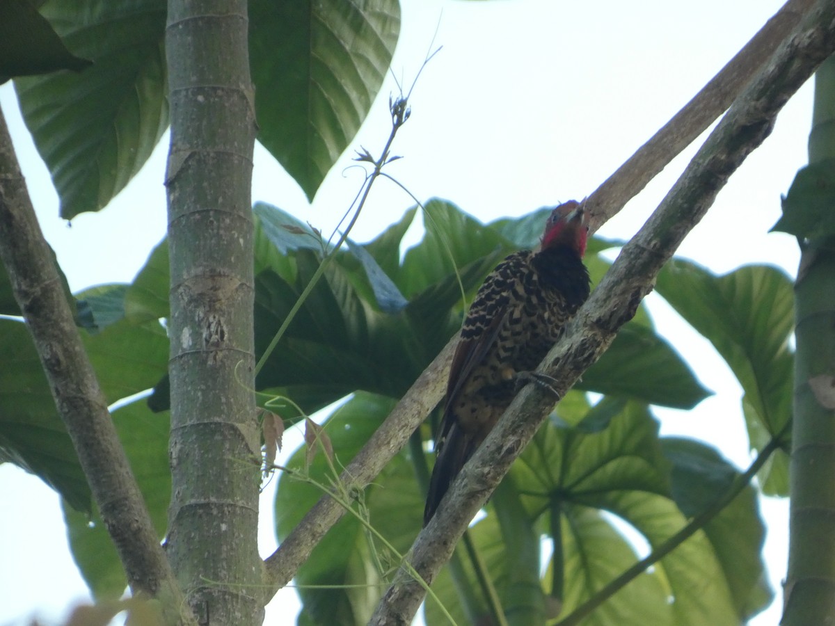 Pic à tête rousse - ML647229586