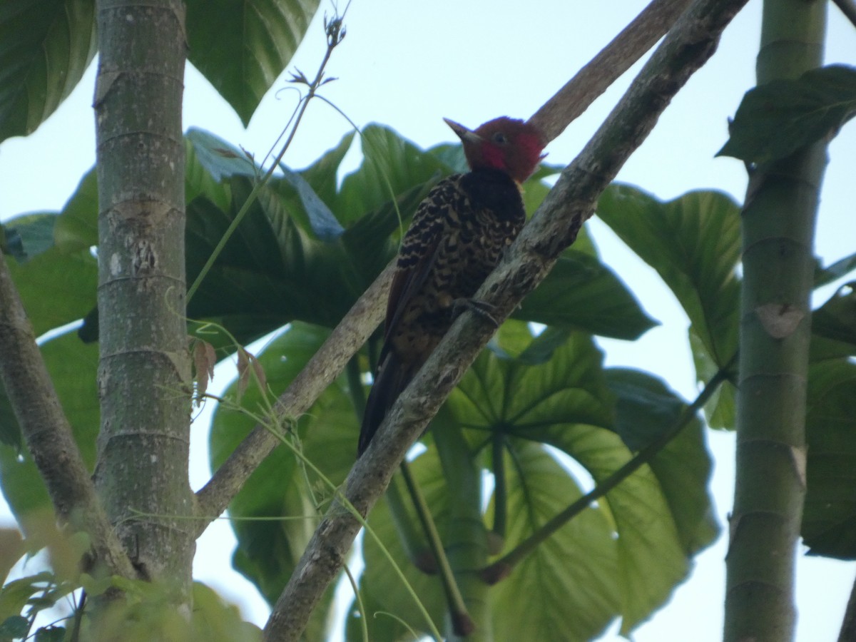 Pic à tête rousse - ML647229588