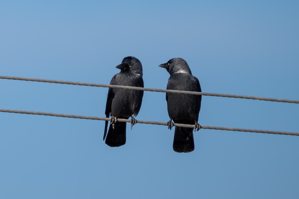 Харлаг хэрээ - ML647229589