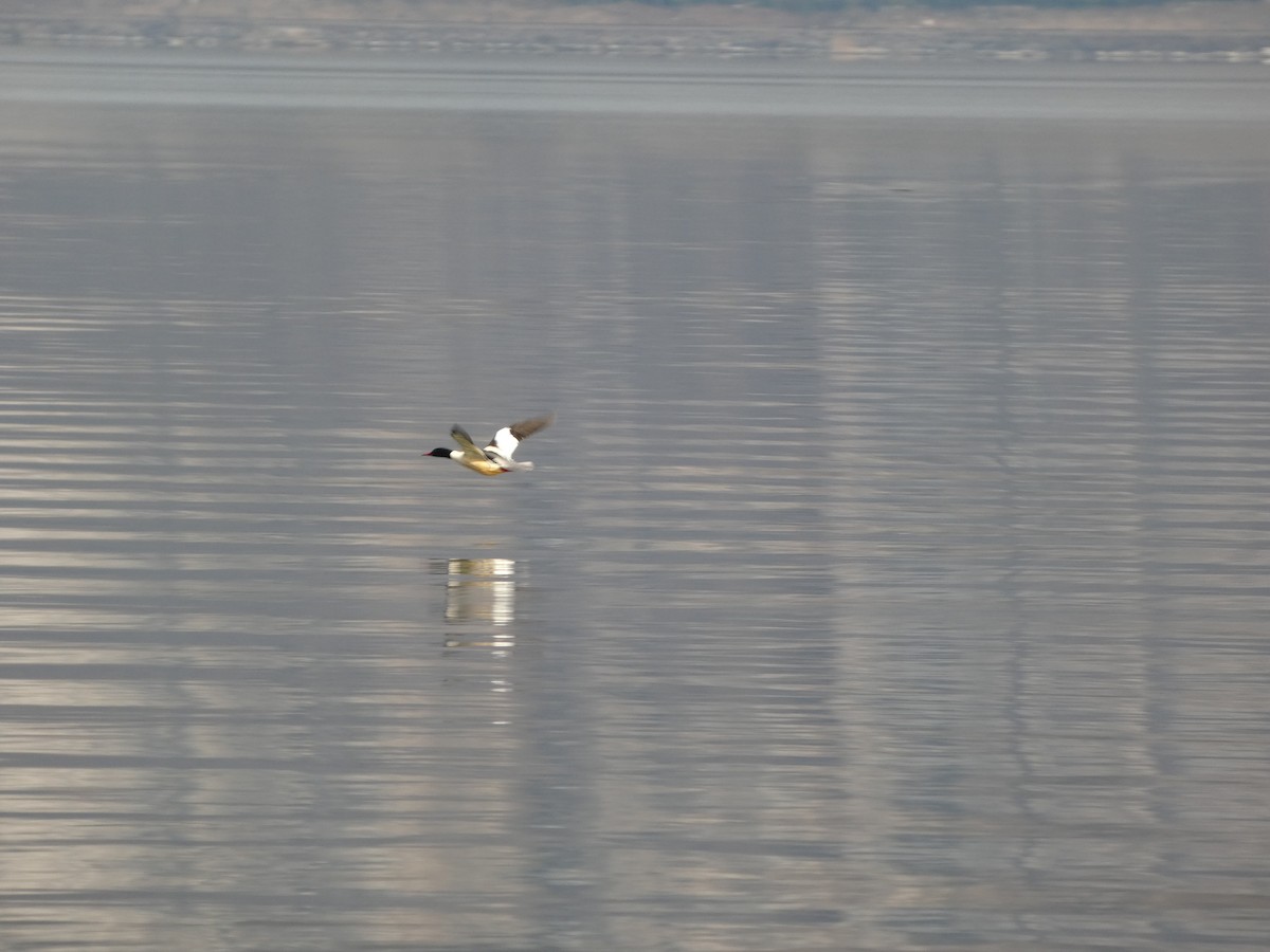 Common Merganser - ML647229590