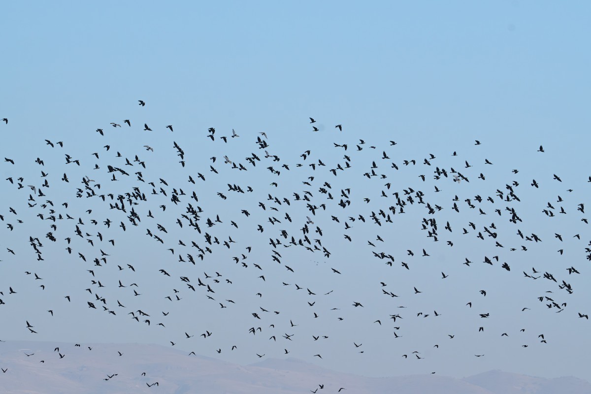 Eurasian Jackdaw - ML647229592