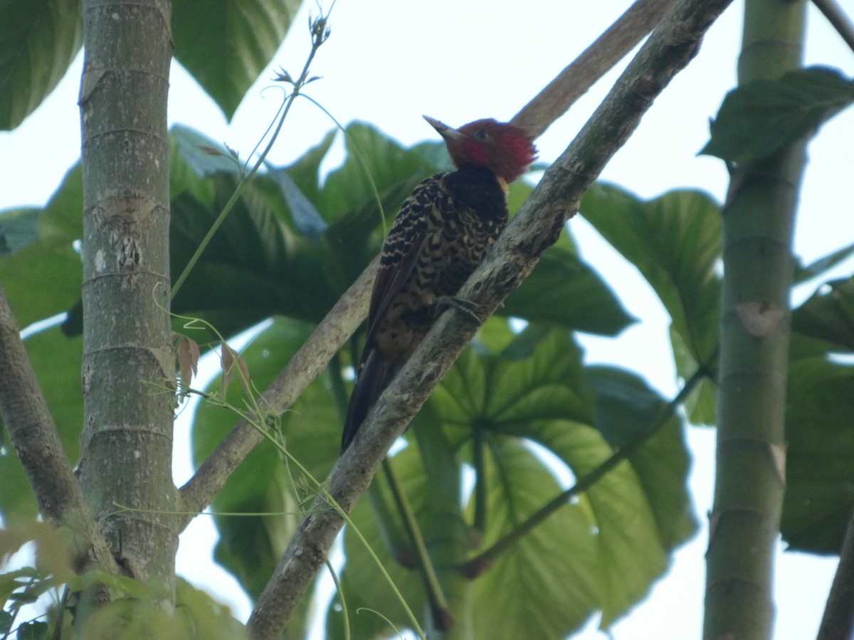 Pic à tête rousse - ML647229593