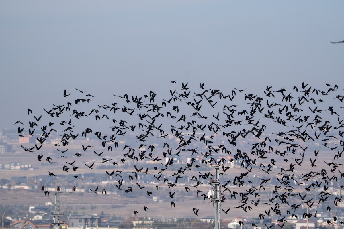 Eurasian Jackdaw - ML647229594