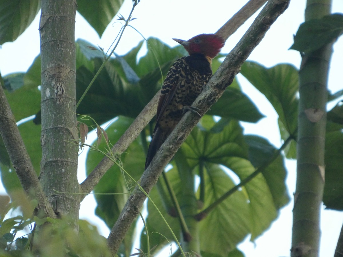 Pic à tête rousse - ML647229596