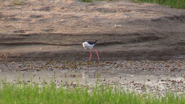 Ходулочник - ML647229600