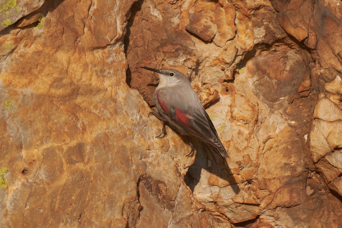 Wallcreeper - ML647229602