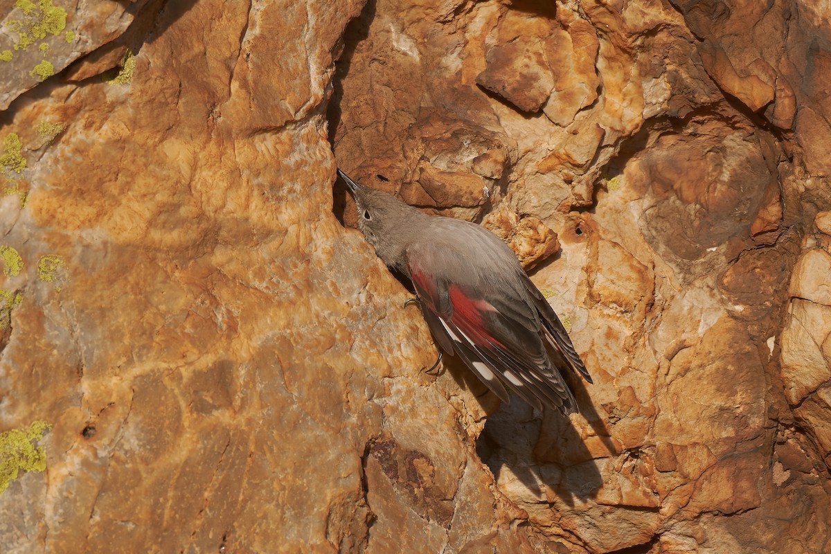 Wallcreeper - ML647229603