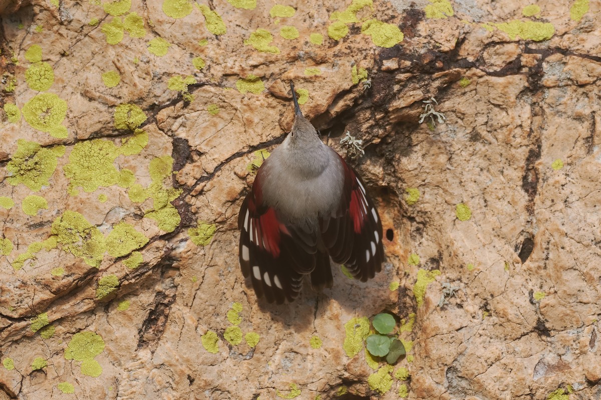 Wallcreeper - ML647229605