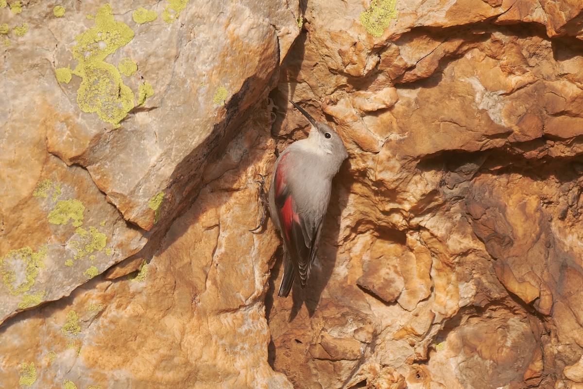 Wallcreeper - ML647229606