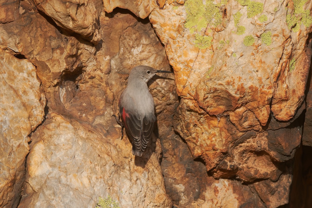 Wallcreeper - ML647229607