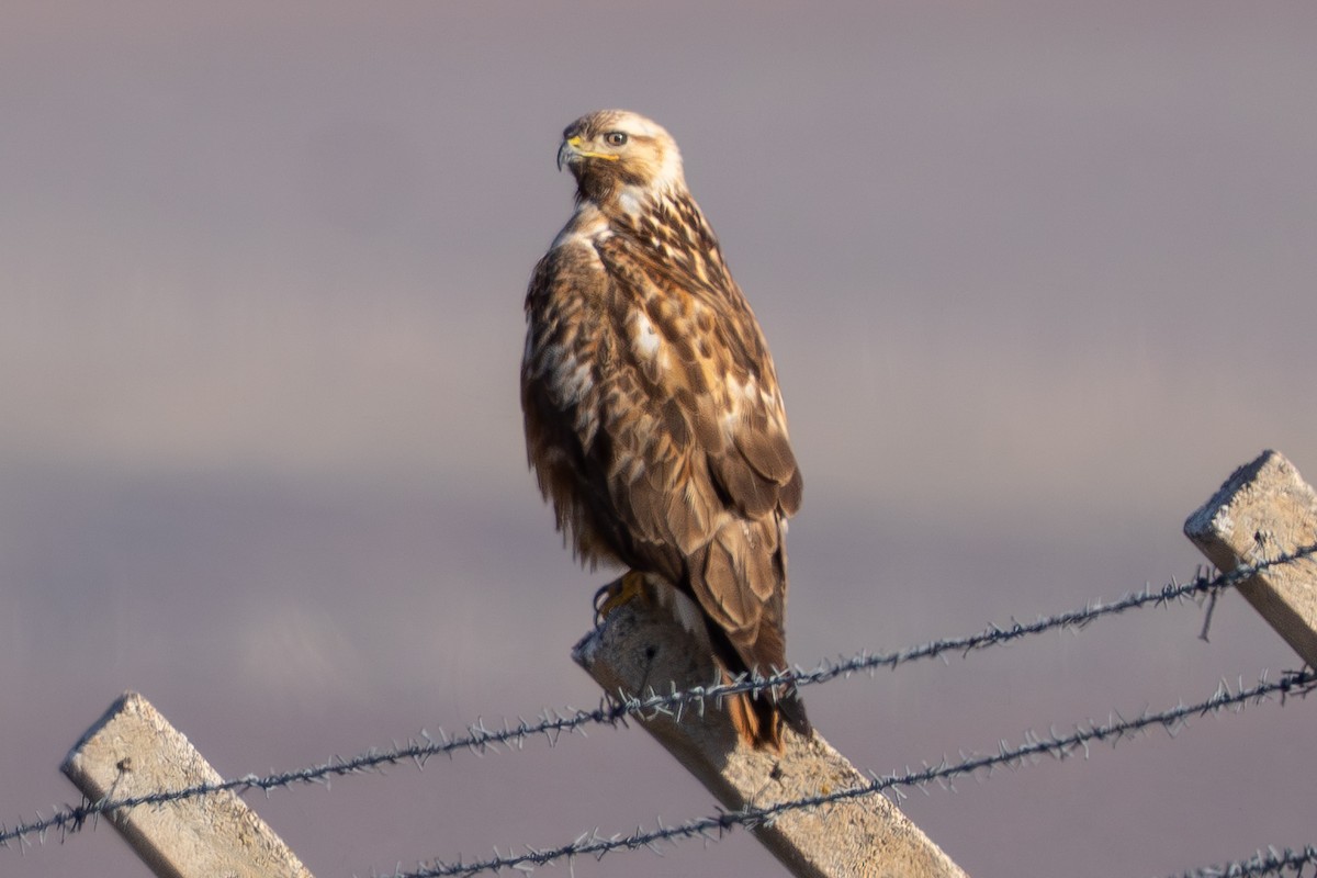 Busardo Moro - ML647229611