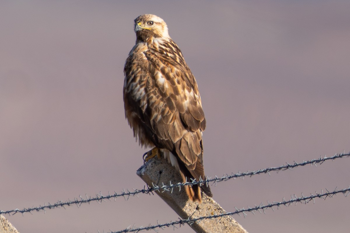 Busardo Moro - ML647229612