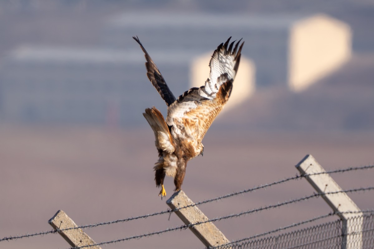 Busardo Moro - ML647229613