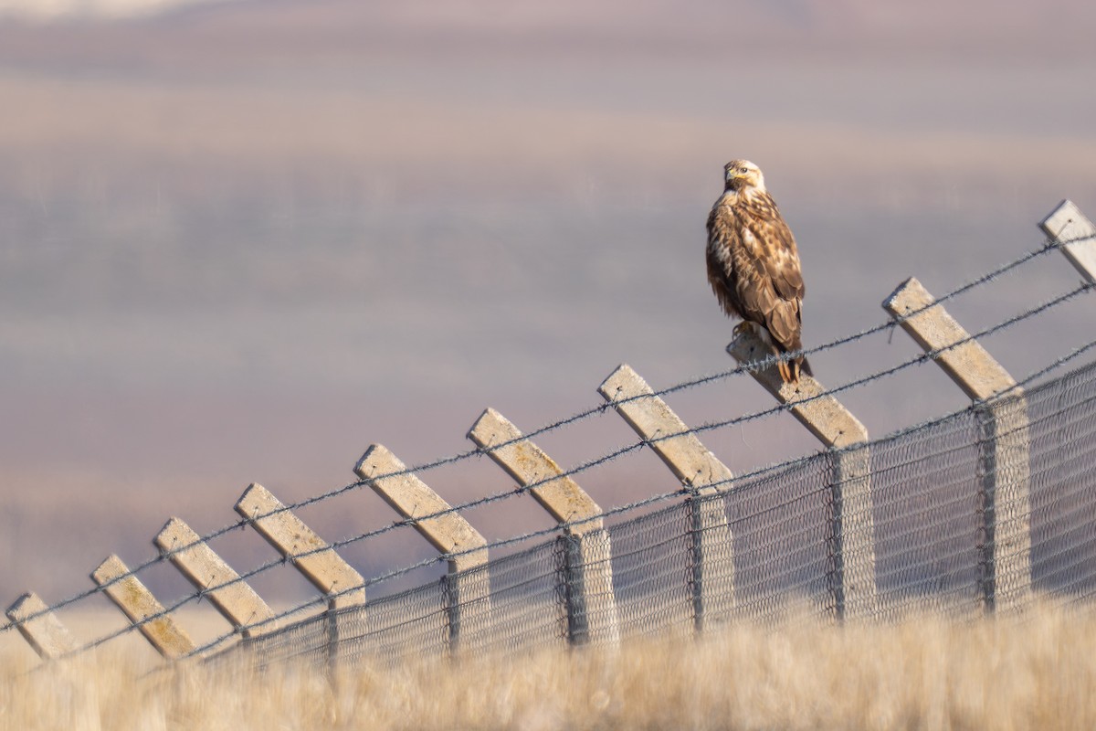 Busardo Moro - ML647229614