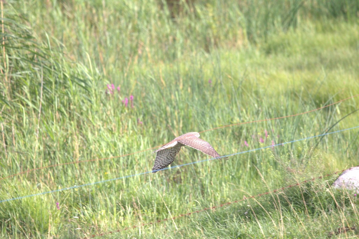 Eurasian Goshawk - ML647229631