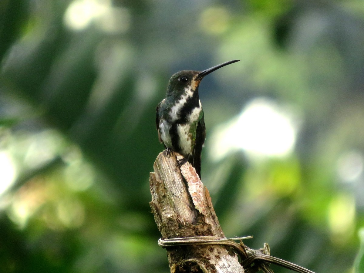 Black-throated Mango - ML647229632