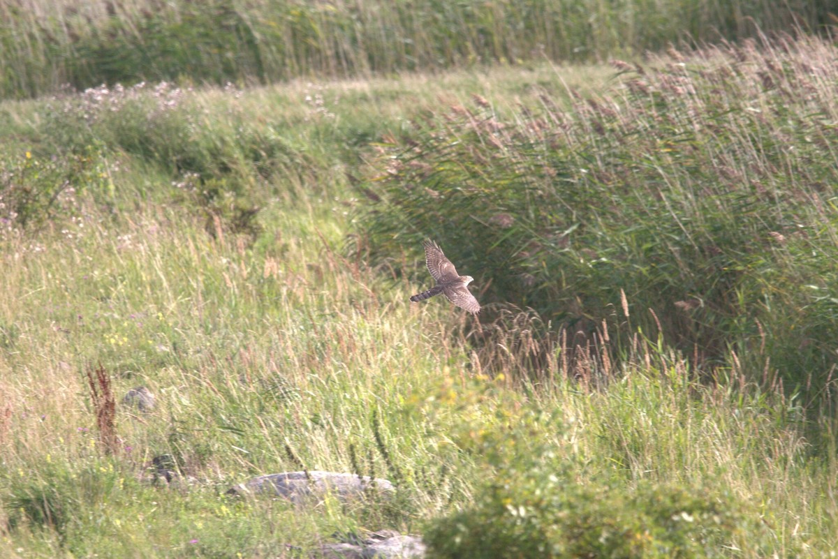 Eurasian Goshawk - ML647229634