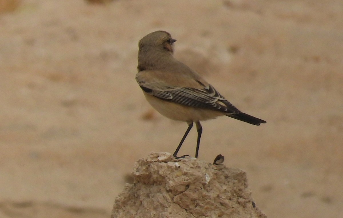 Desert Wheatear - ML647229635