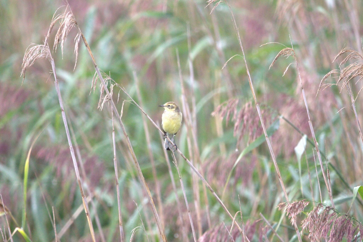 Citrine Wagtail - ML647229636