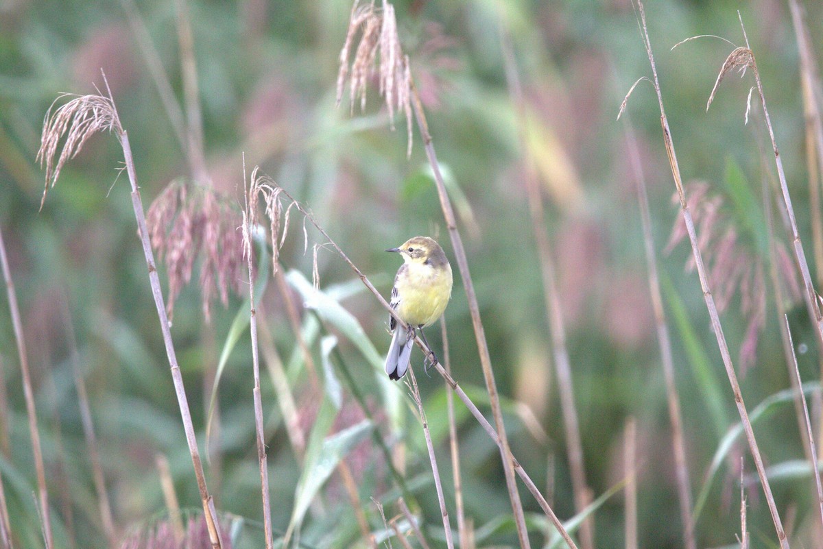 Citrine Wagtail - ML647229637