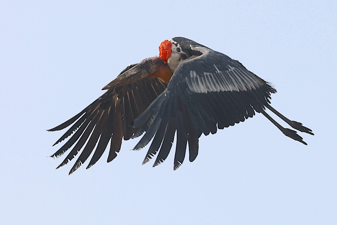 Greater Adjutant - ML647229640