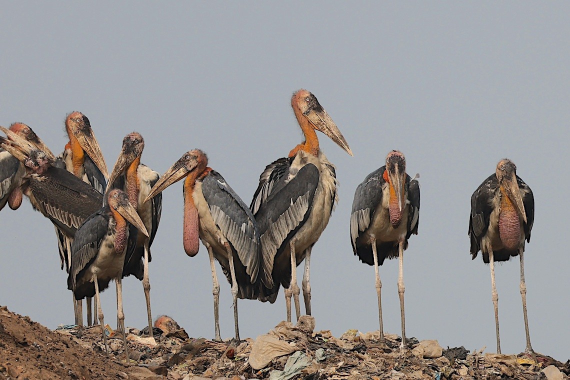 Greater Adjutant - ML647229641