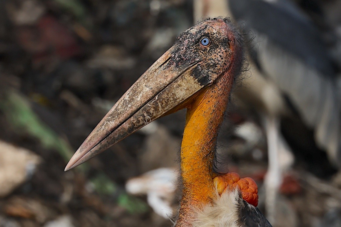 Greater Adjutant - ML647229642