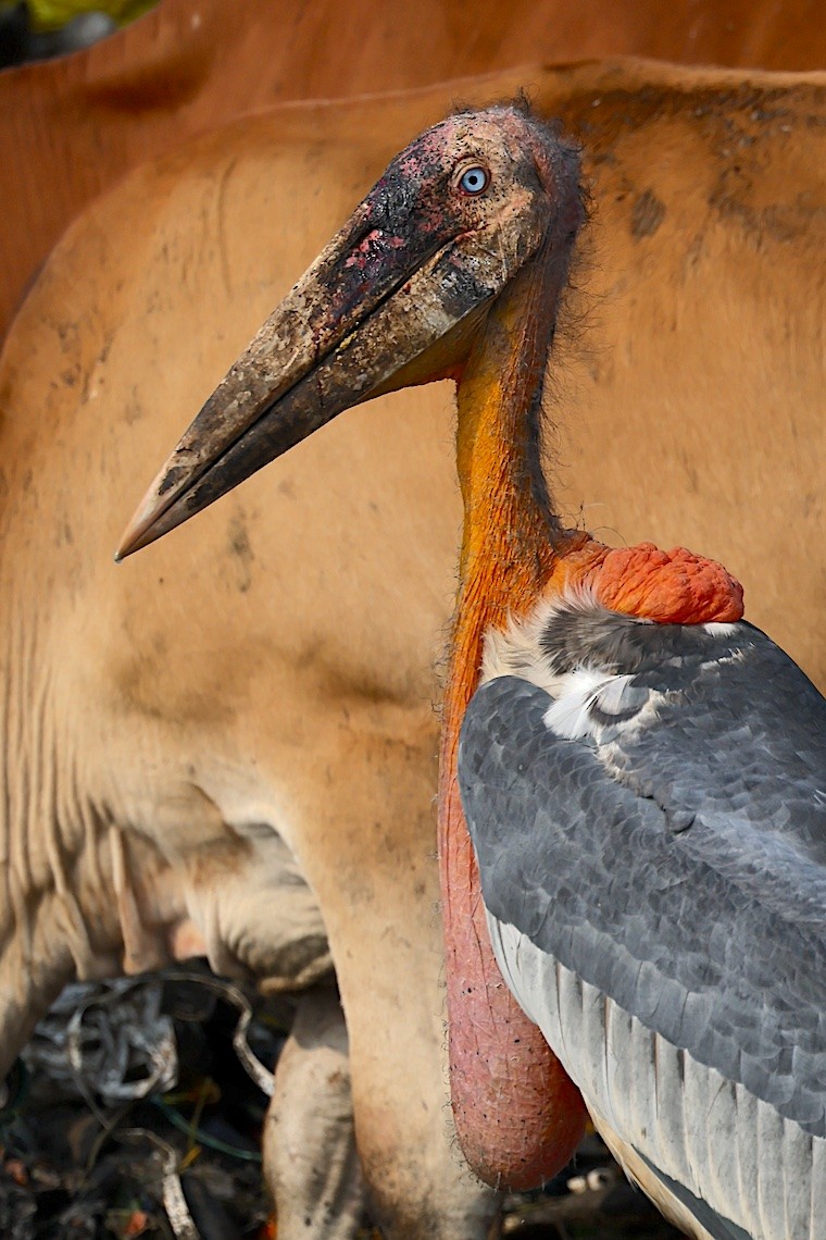Greater Adjutant - ML647229643