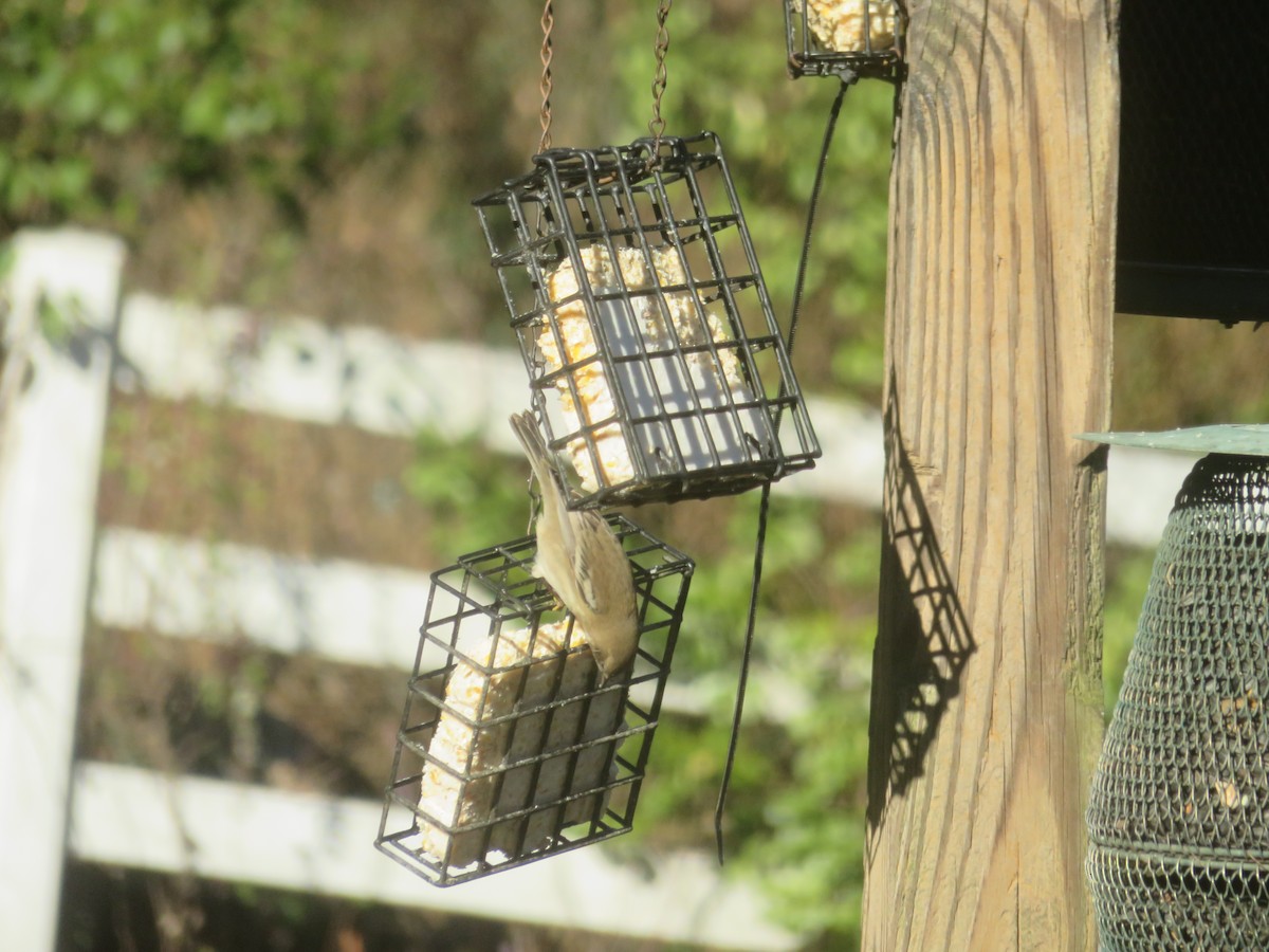 Pine Warbler - ML647229644