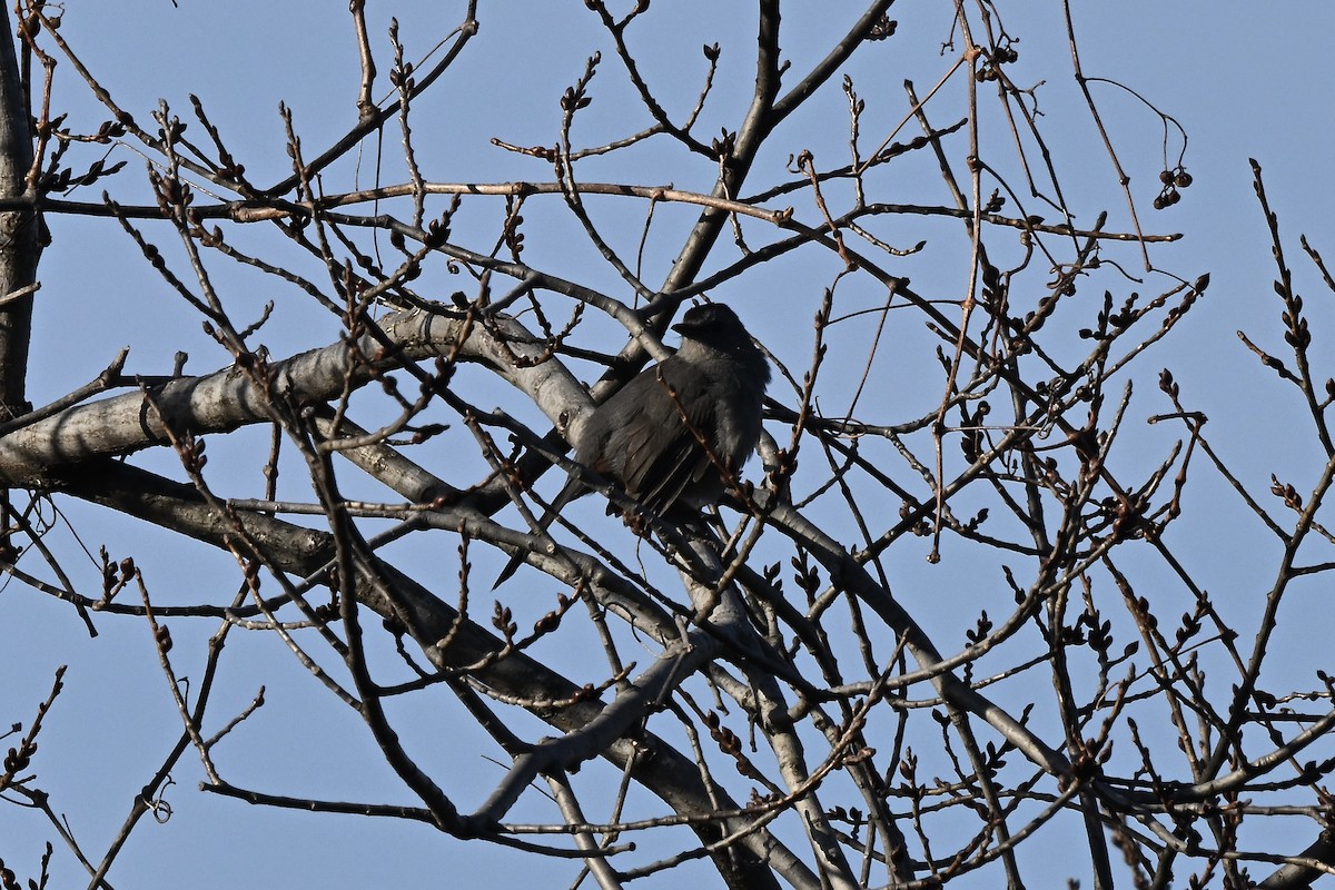 Gray Catbird - ML647229645