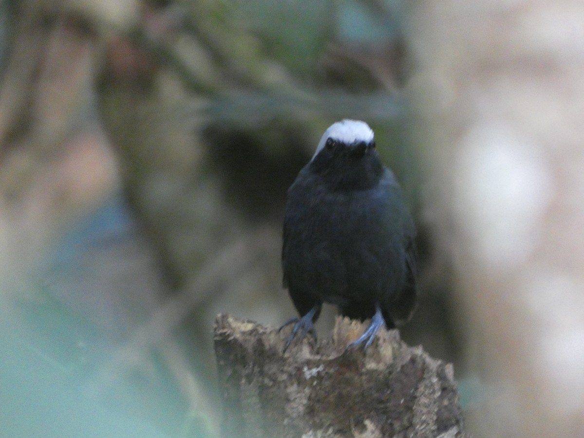 White-browed Antbird - ML647229646
