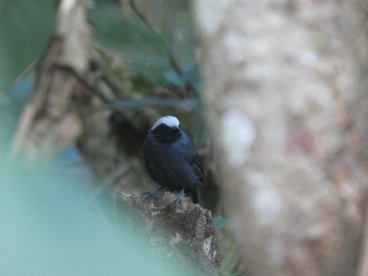 White-browed Antbird - ML647229647