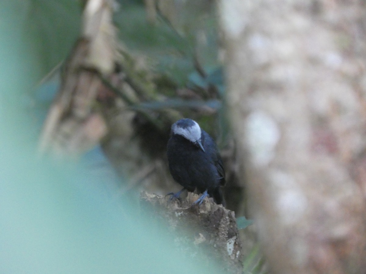White-browed Antbird - ML647229648