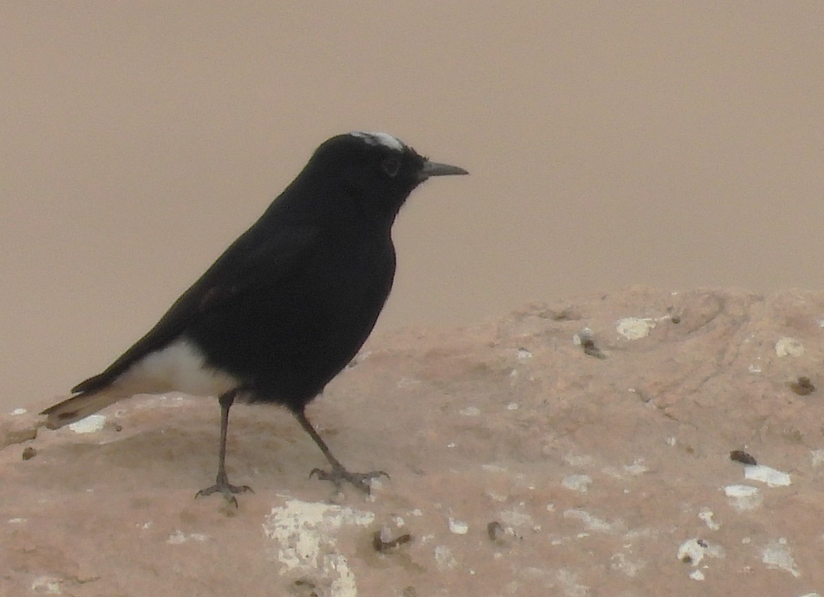 White-crowned Wheatear - ML647229651