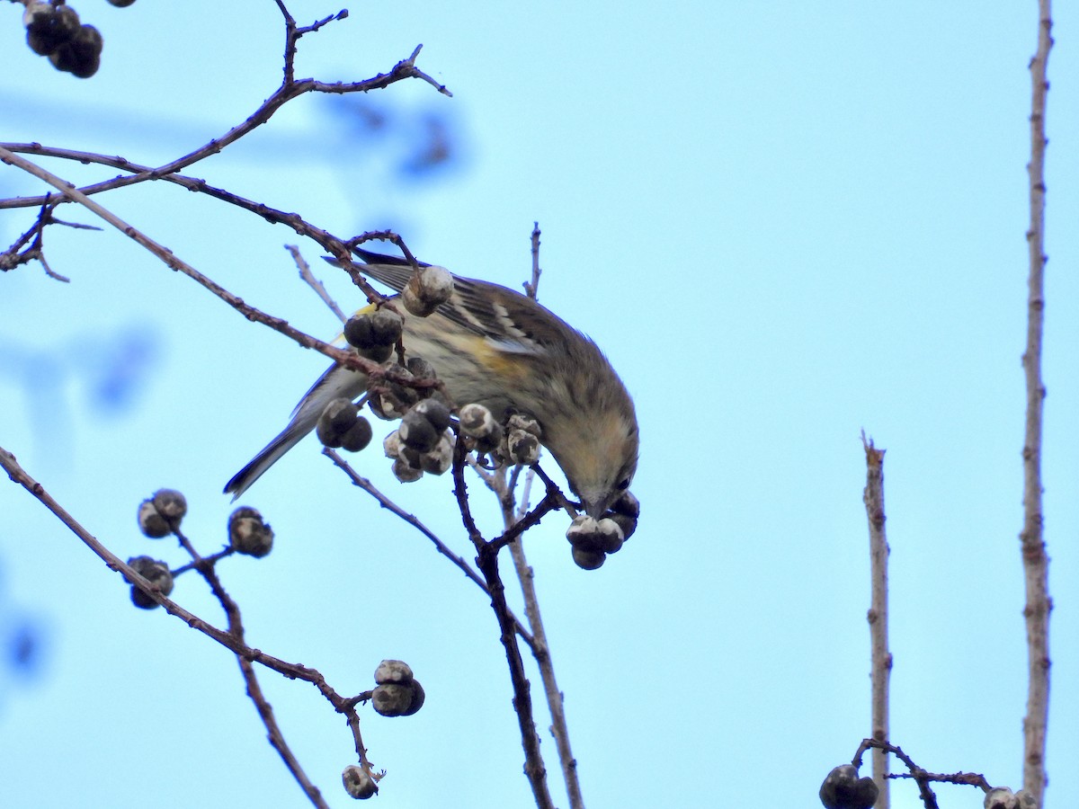 Yellow-rumped Warbler - ML647229653