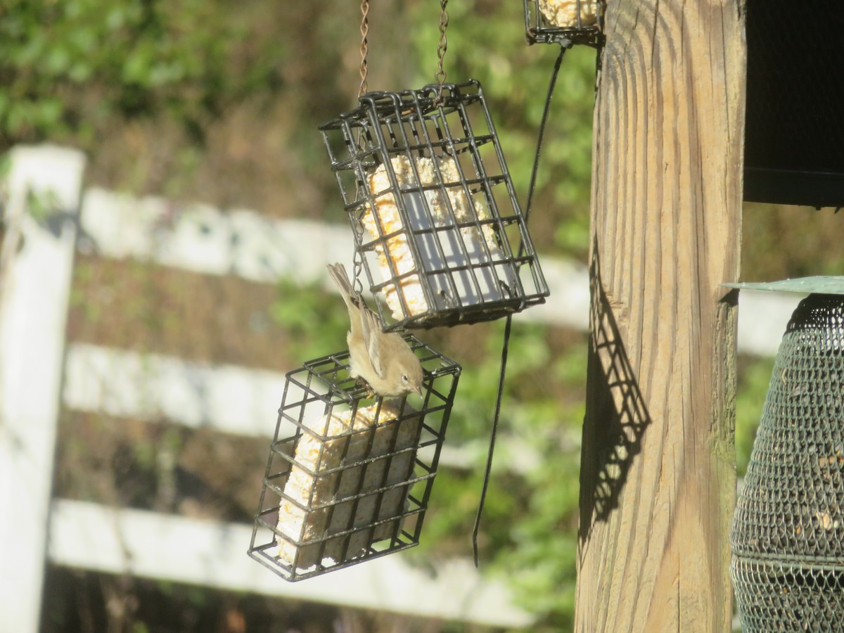 Pine Warbler - ML647229654